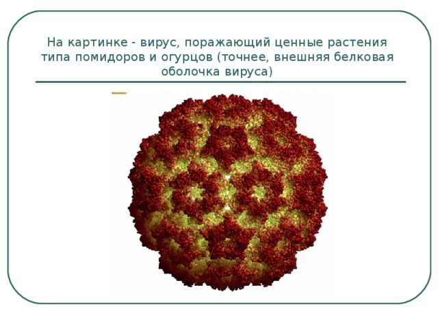 На картинке - вирус, поражающий ценные растения типа помидоров и огурцов (точнее, внешняя белковая оболочка вируса) 