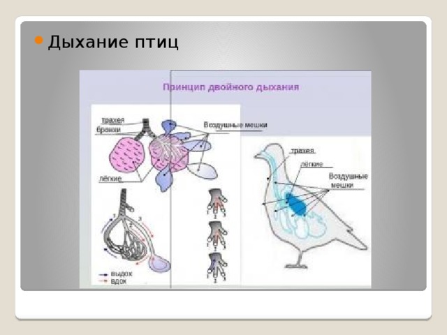 Двойное дыхание птицы схема