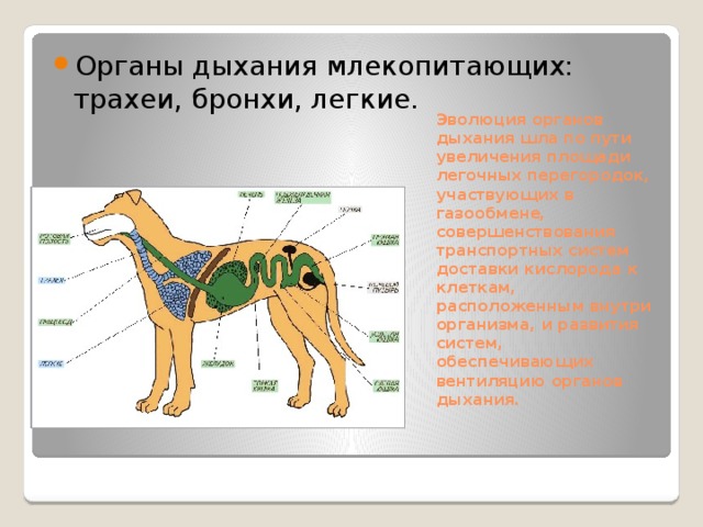 Путь воздуха при выдохе у млекопитающих схема