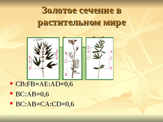 Золотое сечение в растительном мире CB : FB=A Е: AD=0 ,6 BC :А B= 0,6 B С:А B=C А: CD= 0,6  