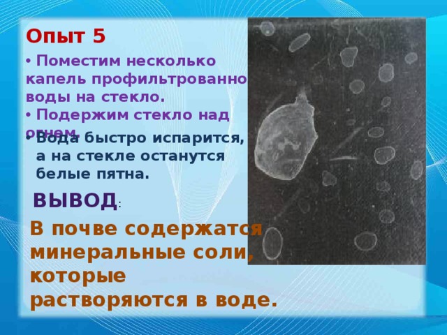 Опыт 5  Поместим несколько капель профильтрованной воды на стекло.  Подержим стекло над огнем.  Вода быстро испарится,  а на стекле останутся  белые пятна. ВЫВОД : В почве содержатся минеральные соли, которые растворяются в воде. 