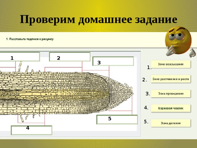 Покажите стрелками и подпишите на рисунке зону деления зону проведения зону всасывания корня