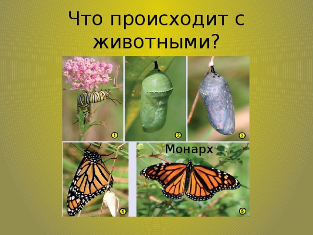 Что происходит с животными? Лягушка Монарх А что происходит с животными: лягушкой, бабочкой?  7 