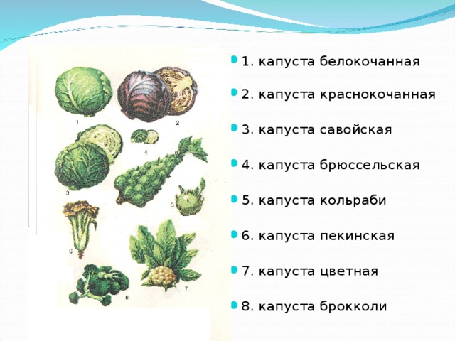 Капустные овощи таблица. Классификация капусты огородной. Капуста белокочанная вид род семейство. Систематика растений капуста белокочанная. Классификация овощей-капустные овощи.