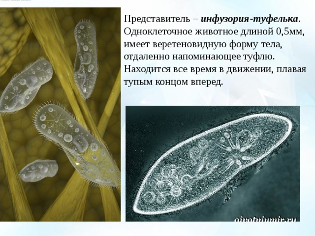 Виды инфузорий картинки