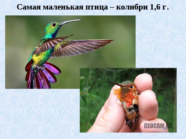 Самая маленькая птица – колибри 1,6 г .   