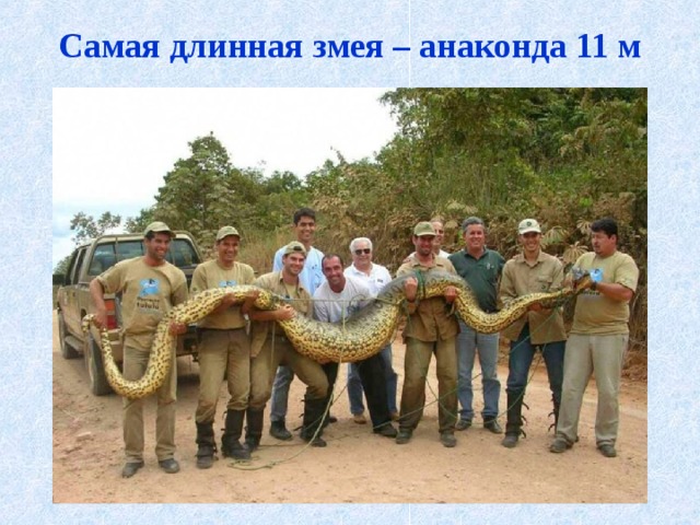 Самая длинная змея – анаконда 11 м   