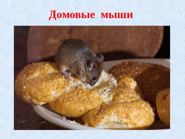 Домовые мыши 