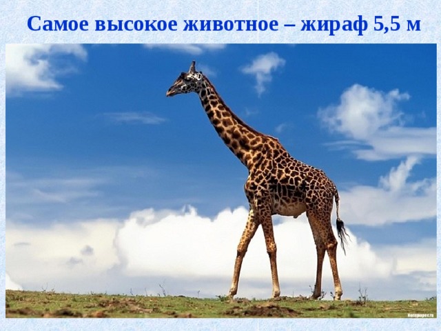 Самое высокое животное – жираф 5,5 м   
