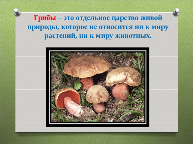 Почему грибы выделяют в отдельное