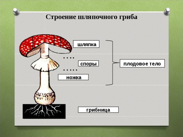 Схема шляпочного гриба