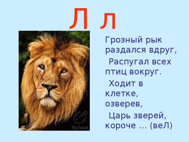 Л л   Грозный рык раздался вдруг,  Распугал всех птиц вокруг.  Ходит в клетке, озверев,  Царь зверей, короче … (веЛ) 