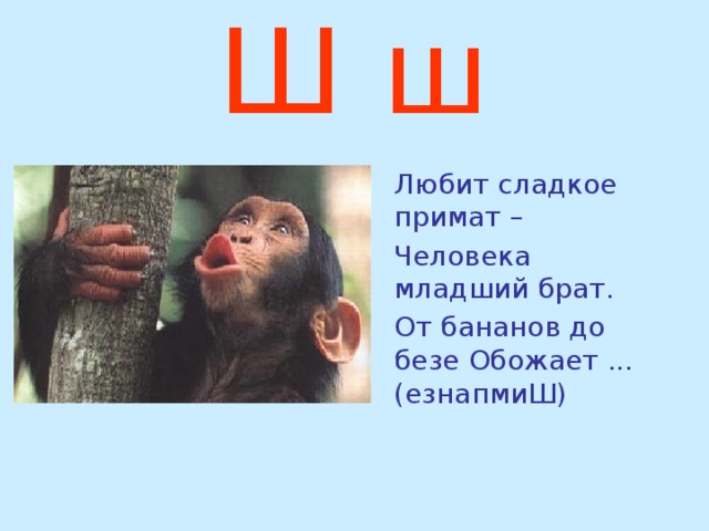 Ш ш  Любит сладкое примат –  Человека младший брат.  От бананов до безе Обожает ... (езнапмиШ) 