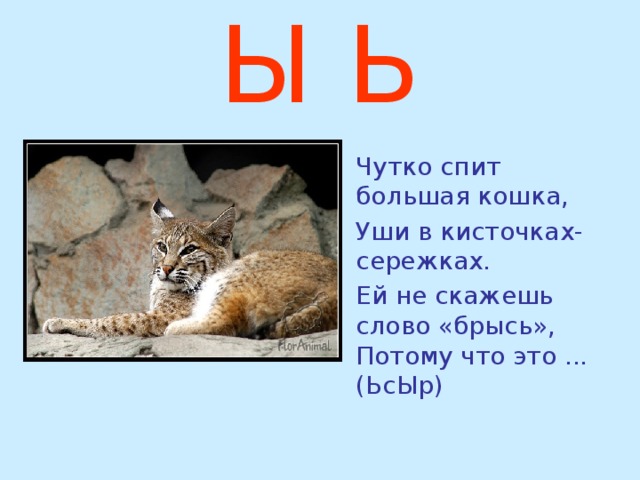 Ы Ь  Чутко спит большая кошка,  Уши в кисточках-сережках.  Ей не скажешь слово «брысь», Потому что это ... (ЬсЫр) 