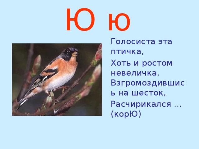 Ю ю   Голосиста эта птичка,  Хоть и ростом невеличка. Взгромоздившись на шесток,  Расчирикался ... (корЮ)  