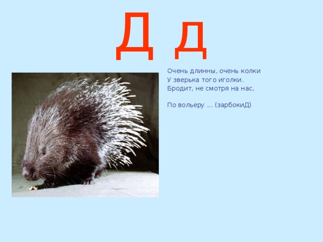 Д д Очень длинны, очень колки У зверька того иголки. Бродит, не смотря на нас, По вольеру ... (зарбокиД)  