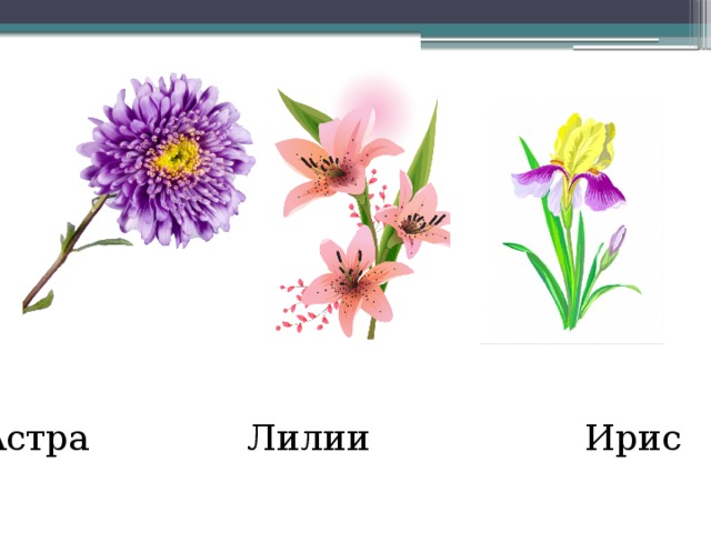 Ирис схема слова 1