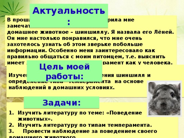 Актуальность: В прошлом 2013 году, мама подарила мне замечательное домашнее животное – шиншиллу. Я назвала его Лёней. Он мне настолько понравился, что мне очень захотелось узнать об этом зверьке побольше информации. Особенно меня заинтересовало как правильно общаться с моим питомцем, т.е. выяснить имеет ли шиншилла свой темперамент как у человека. Цель моей работы:   Изучение особенностей поведения шиншилл и определение типа темперамента на основе наблюдений в домашних условиях. Задачи:   Изучить литературу по теме: «Поведение животных». Изучить литературу по типам темперамента. 3. Провести наблюдение за поведением своего домашнего животного . 