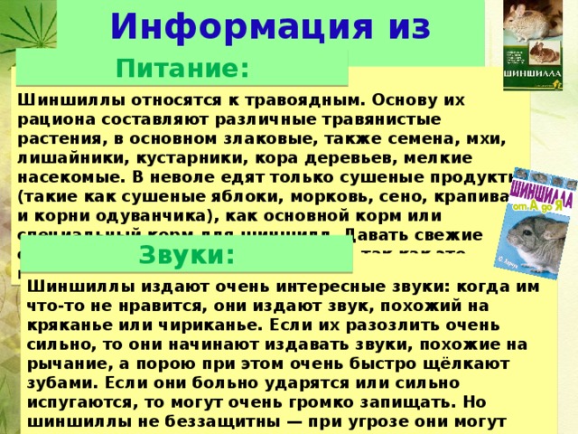 Информация из книг Питание: Шиншиллы относятся к травоядным. Основу их рациона составляют различные травянистые растения, в основном злаковые, также семена, мхи, лишайники, кустарники, кора деревьев, мелкие насекомые. В неволе едят только сушеные продукты (такие как сушеные яблоки, морковь, сено, крапива и корни одуванчика), как основной корм или специальный корм для шиншилл. Давать свежие овощи и фрукты не рекомендуется, так как это может вызвать серьезные проблемы. Звуки:   Шиншиллы издают очень интересные звуки: когда им что-то не нравится, они издают звук, похожий на кряканье или чириканье. Если их разозлить очень сильно, то они начинают издавать звуки, похожие на рычание, а порою при этом очень быстро щёлкают зубами. Если они больно ударятся или сильно испугаются, то могут очень громко запищать. Но шиншиллы не беззащитны — при угрозе они могут атаковать. Атакуют они довольно забавно: встают высоко на задние лапы, начинают «рычать», а затем вцепляются зубами. 