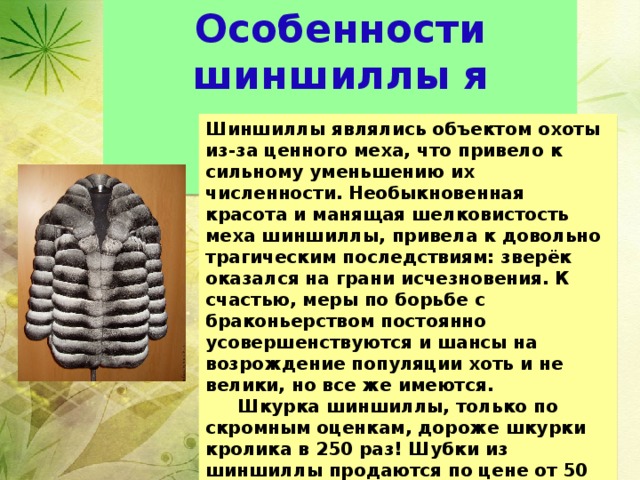 Особенности шиншиллы я узнала из интернета Шиншиллы являлись объектом охоты из-за ценного меха, что привело к сильному уменьшению их численности. Необыкновенная красота и манящая шелковистость меха шиншиллы, привела к довольно трагическим последствиям: зверёк оказался на грани исчезновения. К счастью, меры по борьбе с браконьерством постоянно усовершенствуются и шансы на возрождение популяции хоть и не велики, но все же имеются. Шкурка шиншиллы, только по скромным оценкам, дороже шкурки кролика в 250 раз! Шубки из шиншиллы продаются по цене от 50 до 300 тысяч евро, в зависимости от качества меха. 