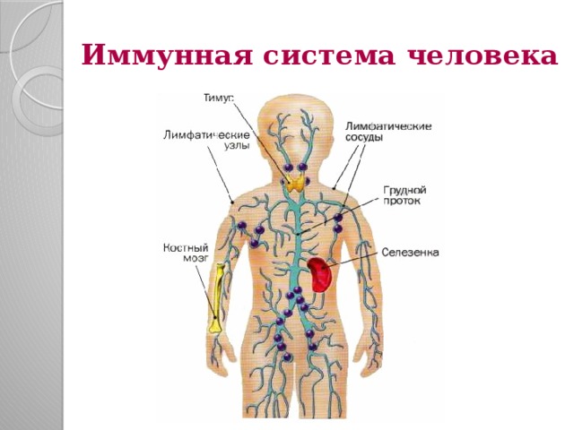 Иммунная система человека 