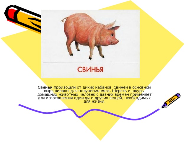 Свиньи  произошли от диких кабанов. Свиней в основном выращивают для получения мяса. Шерсть и шкуры домашних животных человек с давних времён применяет для изготовления одежды и других вещей, необходимых для жизни. 