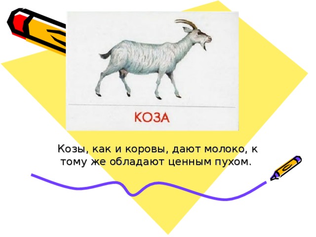 Козы, как и коровы, дают молоко, к тому же обладают ценным пухом. 