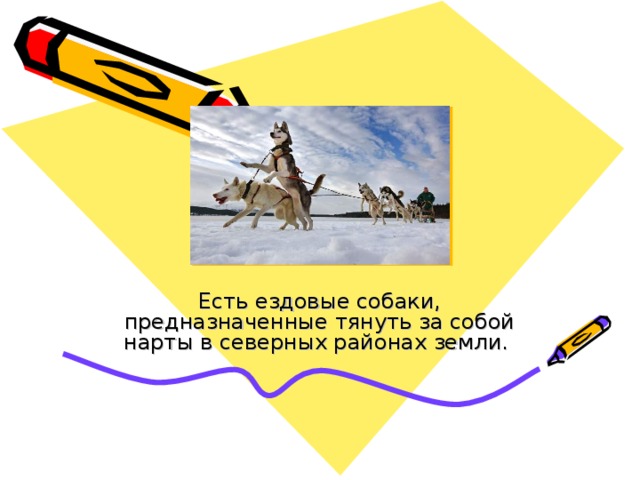 Есть ездовые собаки, предназначенные тянуть за собой нарты в северных районах земли. 