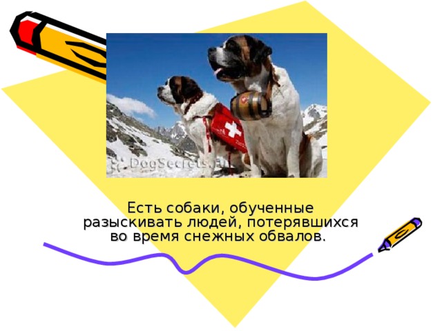 Есть собаки, обученные разыскивать людей, потерявшихся во время снежных обвалов. 