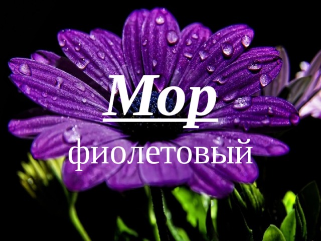 Мор  фиолетовый 