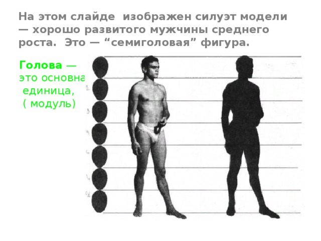 На этом слайде изображен силуэт модели — хорошо развитого мужчины среднего роста. Это — “семиголовая” фигура. Голова — это основная  единица,  ( модуль)  посредством  которой  измеряется  фигура. 