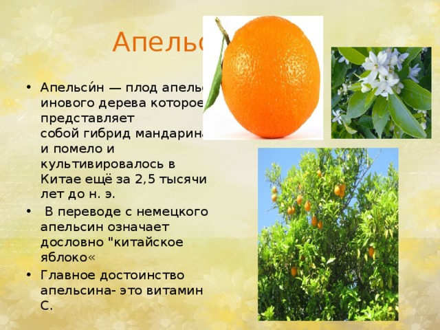  Апельсин. Апельси́н — плод апельсинового дерева которое представляет собой гибрид мандарина и помело и культивировалось в  Китае ещё за 2,5 тысячи лет до н. э.   В переводе с немецкого апельсин означает дословно 