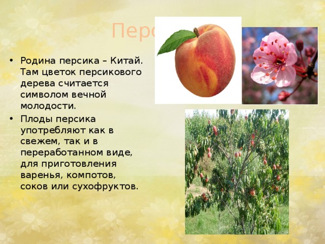  Персик. Родина персика – Китай. Там цветок персикового дерева считается символом вечной молодости. Плоды персика употребляют как в свежем, так и в переработанном виде, для приготовления варенья, компотов, соков или сухофруктов.    