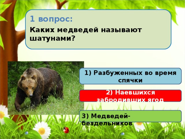 1 вопрос: Каких медведей называют шатунами? 1) Разбуженных во время спячки 2) Наевшихся забродивших ягод 3) Медведей-бездельников 