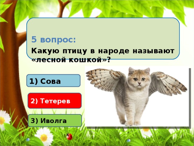 5 вопрос: Какую птицу в народе называют «лесной кошкой»?  1) Сова 2) Тетерев 3) Иволга 