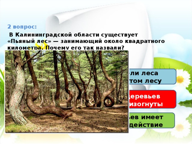 2 вопрос:  В Калининградской области существует «Пьяный лес» — занимающий около квадратного километра. Почему его так назвали?  1) Посетители леса засыпают в этом лесу 2) Стволы деревьев причудливо изогнуты    ОСТАНОВКА  «ЦАРСТВО РАСТЕНИЙ» 3) Сок деревьев имеет опьяняющее действие 
