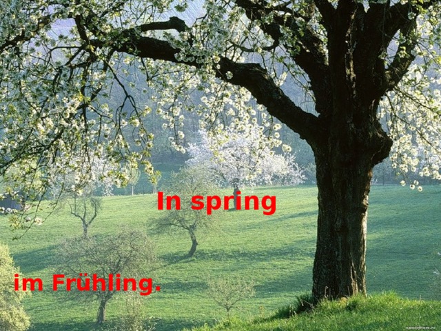 In spring im Frühling . 