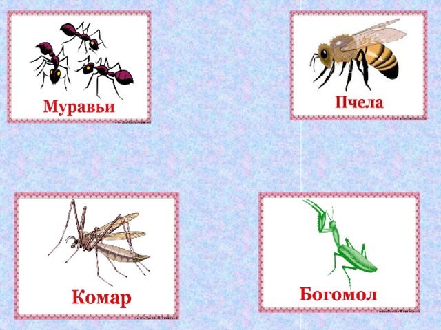 Карта богомола. Муравей богомол. Комар и пчела. Опасные насекомые картинки для детей. Богомол ест муравья.