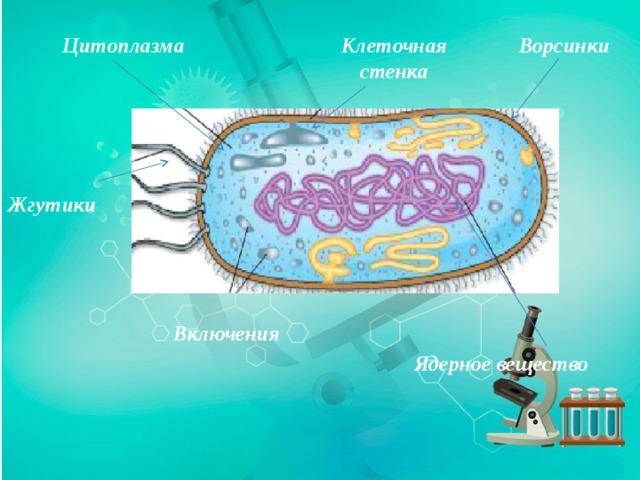 Ядерное вещество клетки гриба отделено от цитоплазмы. Ядерное вещество,цитоплазма,клеточная стенка,Ворсинка,жгутик. Ядерное вещество. Ядерное вещество бактериальной клетки не отделено от цитоплазмы..