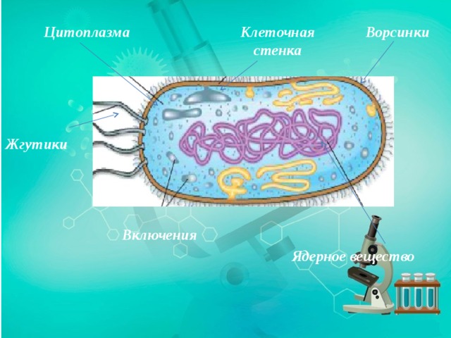 Ядерное вещество у бактерий расположено в. Ядерное вещество,цитоплазма,клеточная стенка,Ворсинка,жгутик. Ядерное вещество. Ядерные включения бактерий.