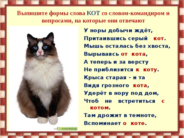 Кот котище однокоренные слова