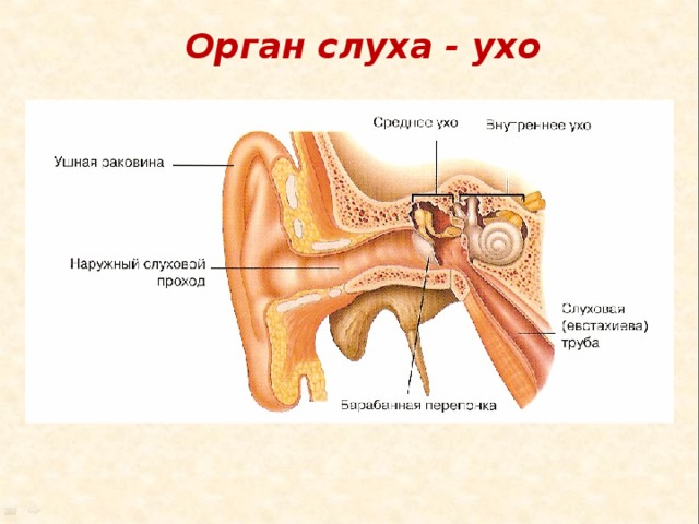 Орган слуха - ухо 