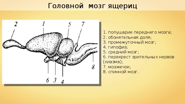 Мозг пресмыкающихся рисунок