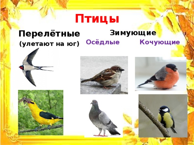 Птицы Перелётные  Зимующие (улетают на юг) Осёдлые Кочующие