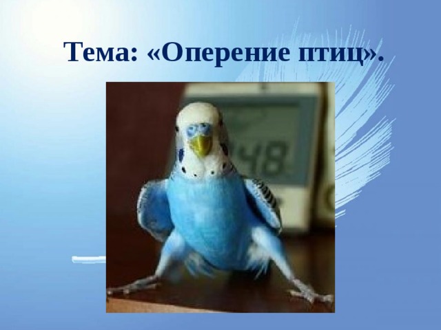 Тема: «Оперение птиц». 