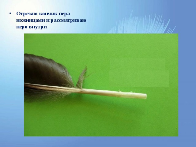 Отрезаю кончик пера ножницами и рассматриваю перо внутри Внутри перо пустое: вот почему оно так легко летит 