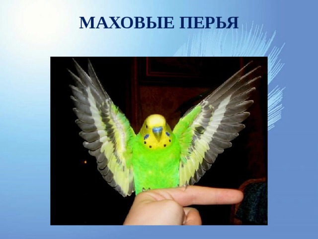 МАХОВЫЕ ПЕРЬЯ 