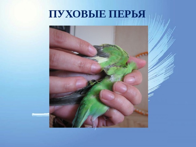 ПУХОВЫЕ ПЕРЬЯ 