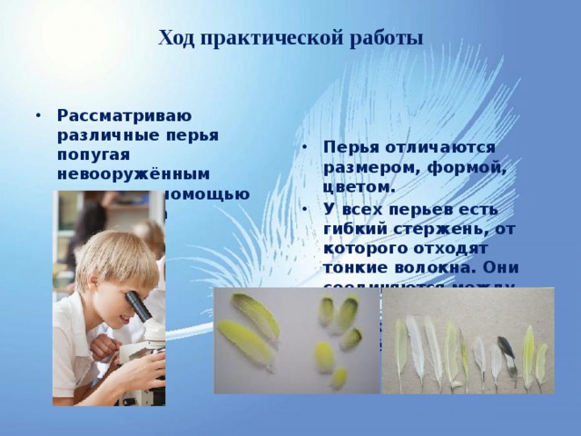 Ход практической работы Рассматриваю различные перья попугая невооружённым глазом и с помощью микроскопа Перья отличаются размером, формой, цветом. У всех перьев есть гибкий стержень, от которого отходят тонкие волокна. Они соединяются между собой с помощью крючков и выемок, как «застёжка молния».  