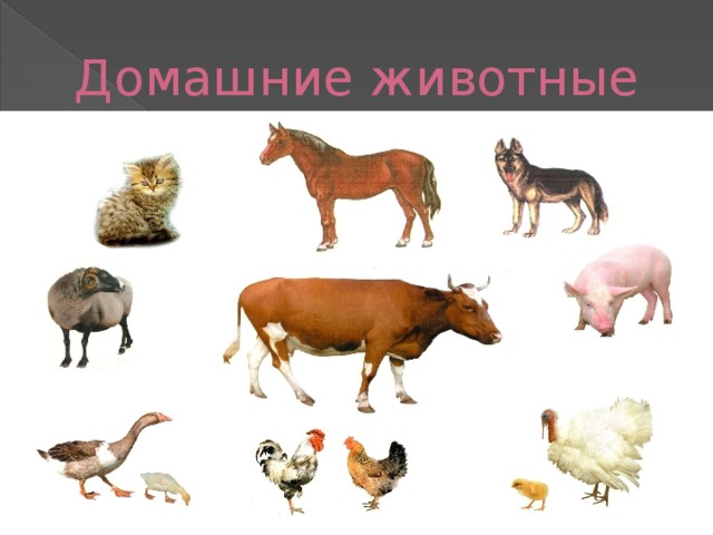 Домашние животные 